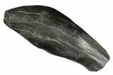 Fossil Sperm Whale (Scaldicetus) Tooth - South Carolina #176144-1